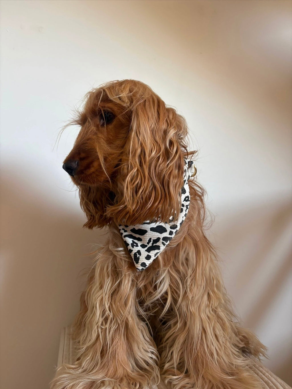 Bandana safari blanc 🤍