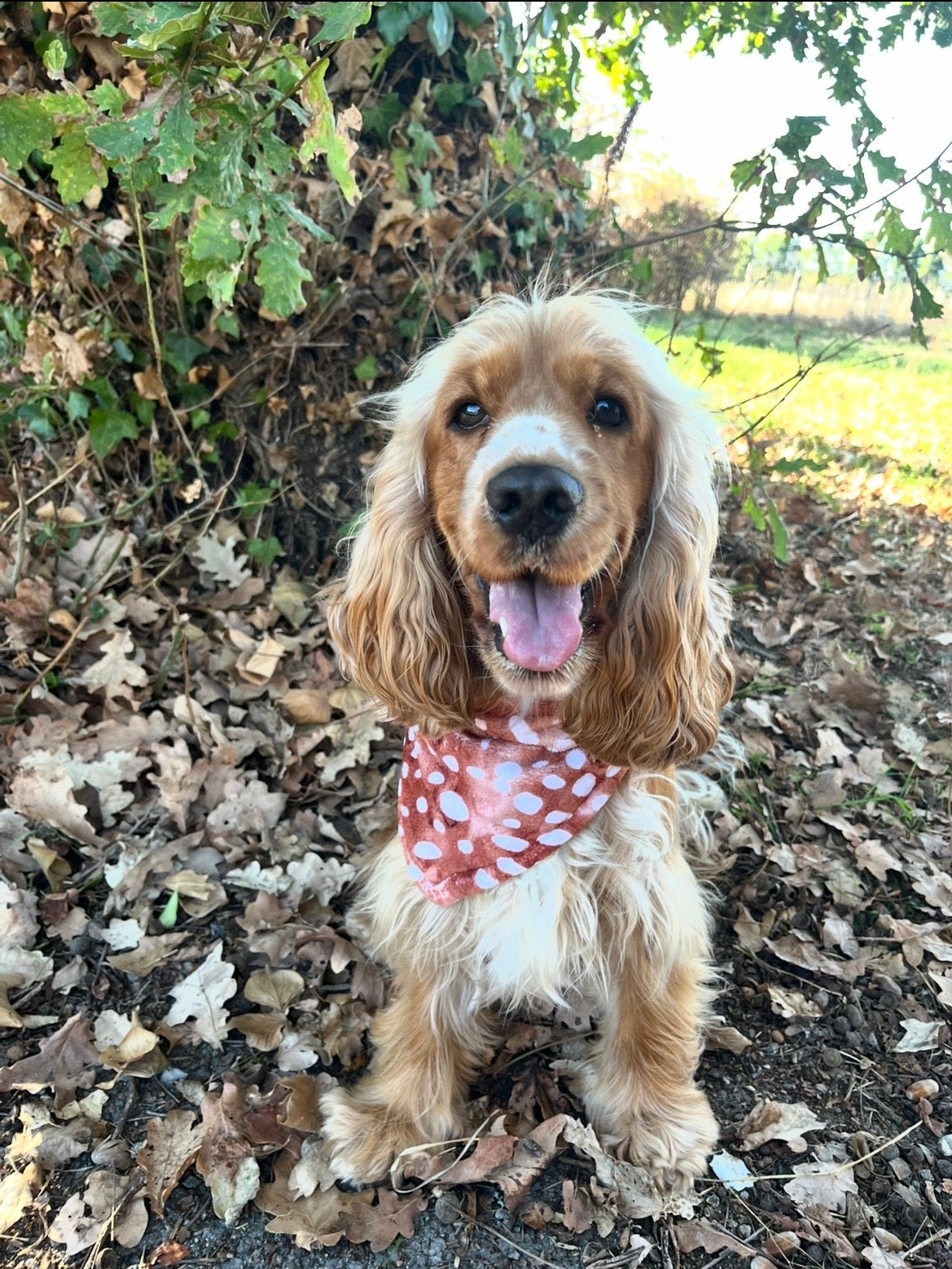 Bandana biche 🦌