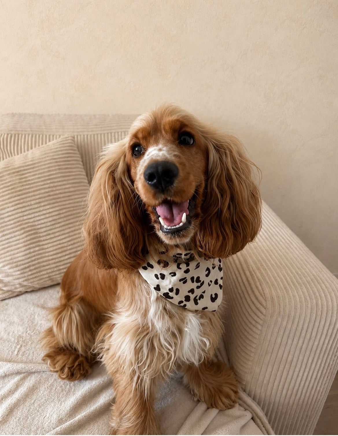 Bandana léopard 🐆