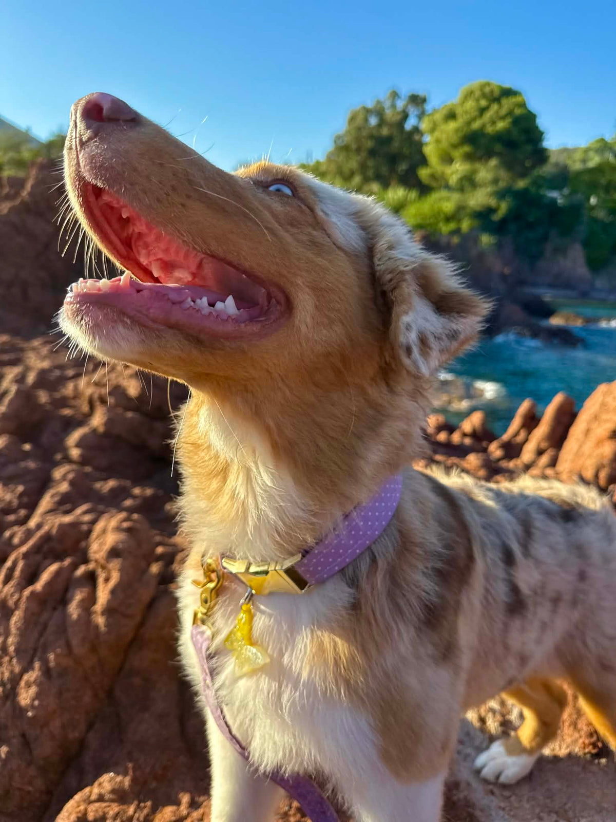 Collier Lila à pois💜