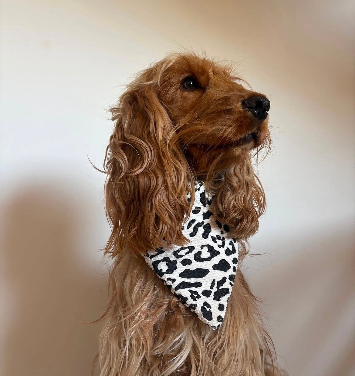 Bandana safari blanc 🤍