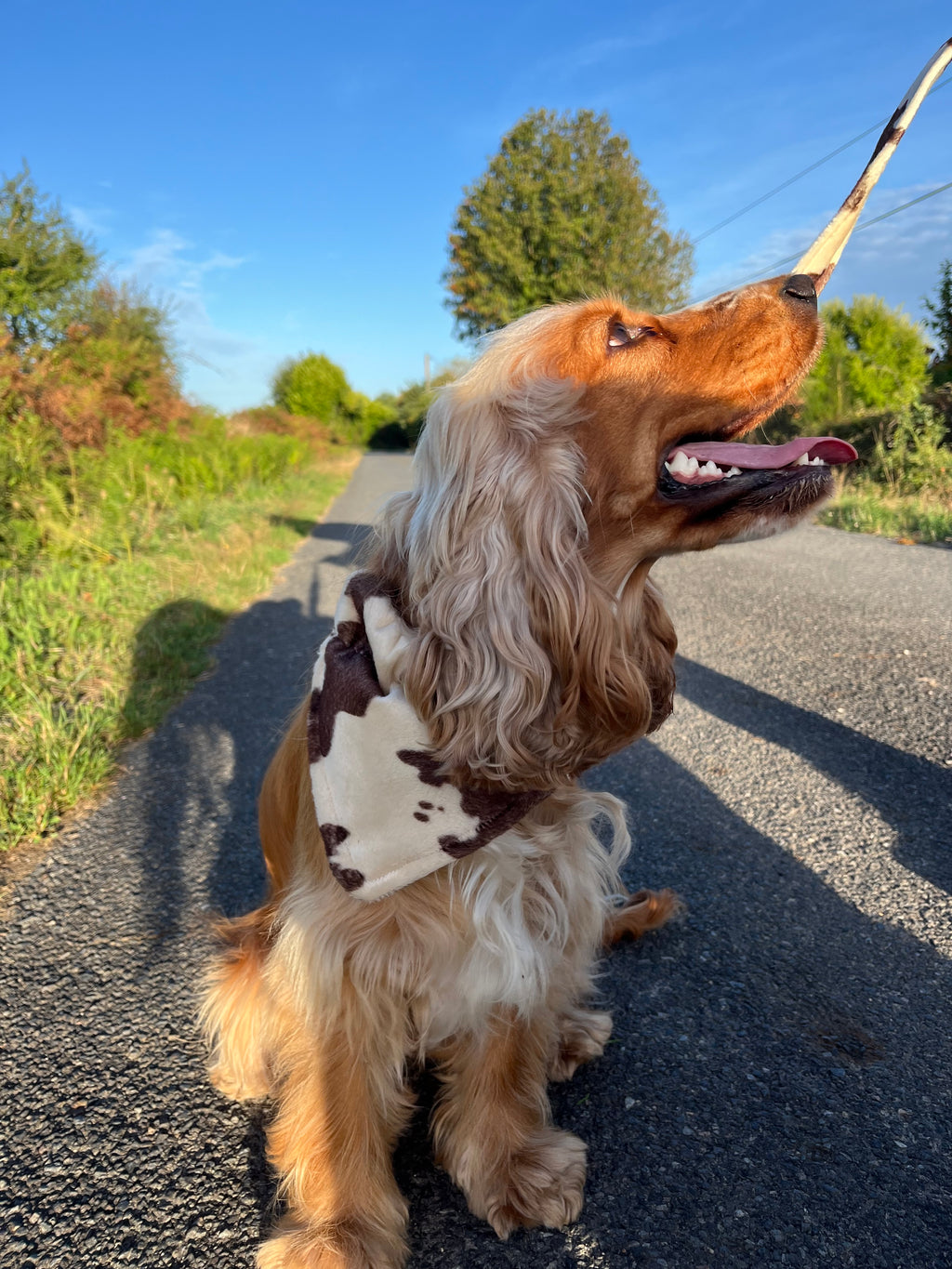 Bandana motif vache 🐮